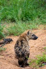 Fototapeta premium Young spotted hyena standing on sandy ground