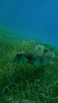 Vertical footage, Portrait of Pufferfish swims above dense thickets of Noodle seagrass, Slow motion of Broadbarred Toadfish or White-spotted puffer, Arothron hispidus on Round Leaf Sea Grass bed