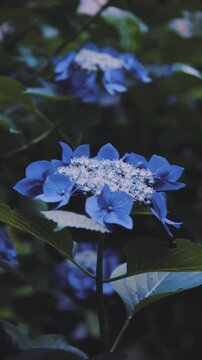 【高幡不動尊あじさいまつり】雨に濡れる美しい青いガクアジサイのクローズアップ