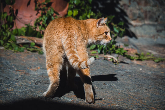 Orange tabby cat looking back outdoors