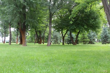 Fototapeta premium green trees in the park