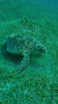 Vertical footage, Approaching from top to standing on its flippers on sandy-muddy bottom chewing sea grass, Very old male Hawksbill Sea Turtle, Eretmochelys imbricata with twisted shell