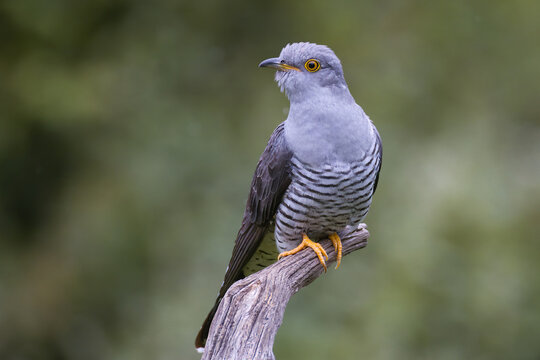 Common cuckoo, Cuculus canorus, perched on a bare wooden branch against a soft blurred green background.