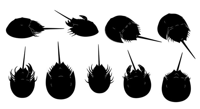 A collection of detailed black silhouettes of horseshoe crabs in various poses on a plain background image-443.ai