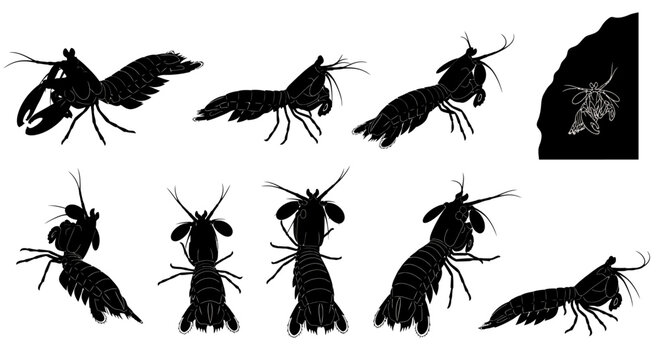 Detailed illustration of various lobster silhouettes in different poses and angles on a clean white background with image 444 ai reference
