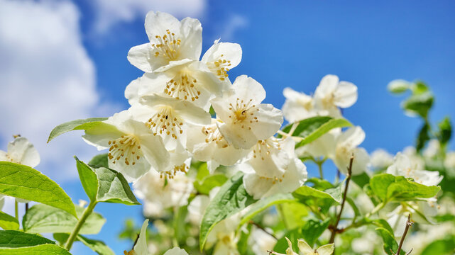 Close up of white flowers of Philadelphus coronarius, selective focus.