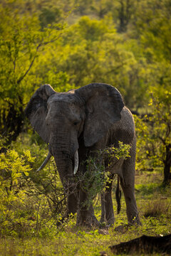 African elephant browsing in savanna woodland