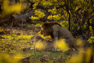 Male lion with cub in African savanna vegetation © Dewald