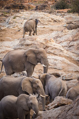 African elephant herd in rocky terrain © Dewald