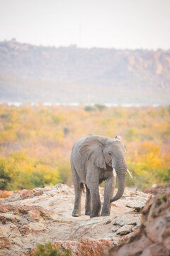 African elephant on rocky outcrop overlooking savanna