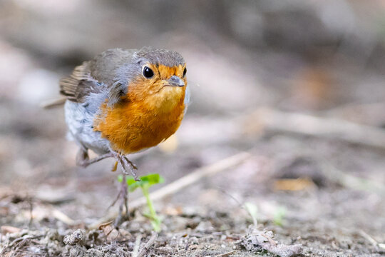European robin in the forest. Small insectivorous bird. Migratory bird. Bird with orange plumage. Erithacus rubecula.