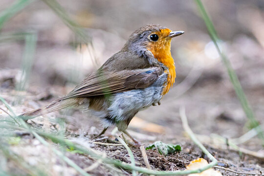 European robin in the forest. Small insectivorous bird. Migratory bird. Bird with orange plumage. Erithacus rubecula.