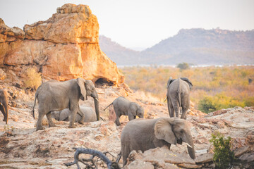 African elephants in rocky savanna landscape © Dewald