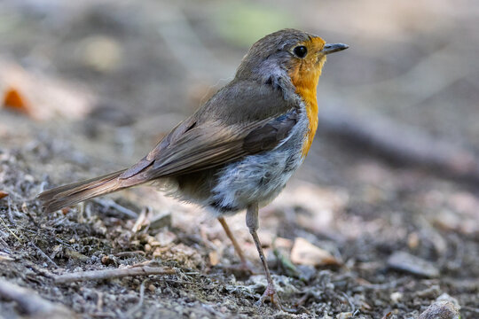 European robin in the forest. Small insectivorous bird. Migratory bird. Bird with orange plumage. Erithacus rubecula.