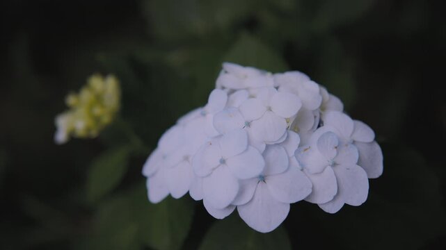 高幡不動尊に咲く梅雨の紫陽花