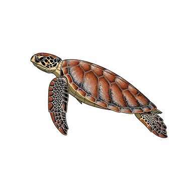 Detailed illustration of a sea turtle swimming in the ocean, vibrant colors.