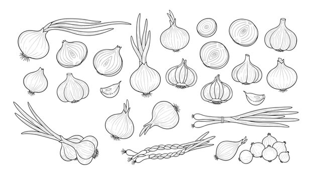 Diverse collection of onion and garlic hand-drawn sketches including whole bulbs, slices, and spring onions.