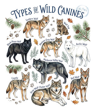 Wolves and Wild Canines with Woodland Plants, Watercolor Style Poster