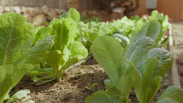 Fresh lettuce grows in a garden bed. Sunlight warms the soil and leaves. Vegetables thrive in a backyard setting. Simple, healthy food source grows naturally in sustainable organic lifestyle