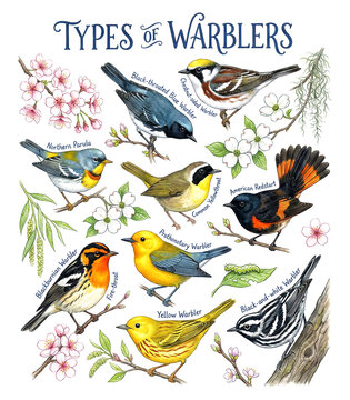 types of warblers birds printable illustration for blankets or Print on demand