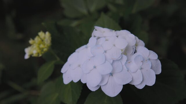 高幡不動尊に咲く梅雨の紫陽花