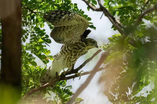A young Shikra, bird on the tree branch in forest.Birds watcher in the jungle forest.Animal wildlife and ornithologist concept.