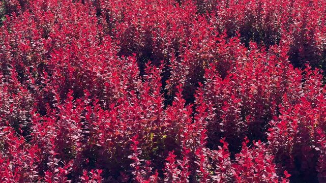 Vibrant red barberry shrubs pattern background texture