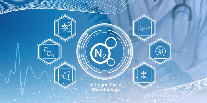 Illustrated representation of nitrogen cycle microbiology with chemical processes and biological elements