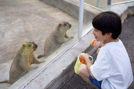A Chinese boy feeding a marmot