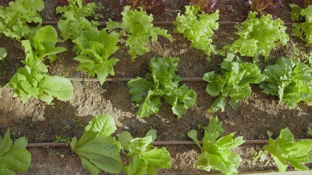 Rows of young lettuce plants grow in rich soil in garden. Green leaves contrast with reddish stems in neat rows. Careful organic farming work. Top down view on healthy fresh vegetable growth