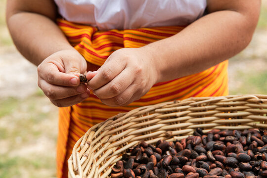 peeling cacao beans