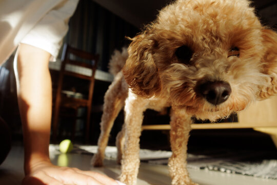 Portrait of a Labradoodle