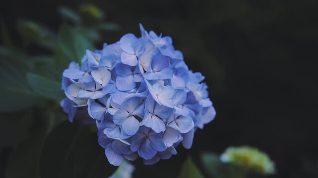 雨上がりに美しく咲く高幡不動尊の紫陽花