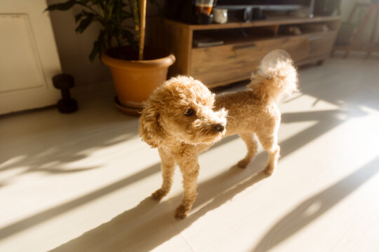 Portrait of a Labradoodle