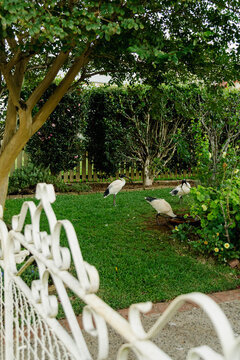 Garden with ibises in New South Wales
