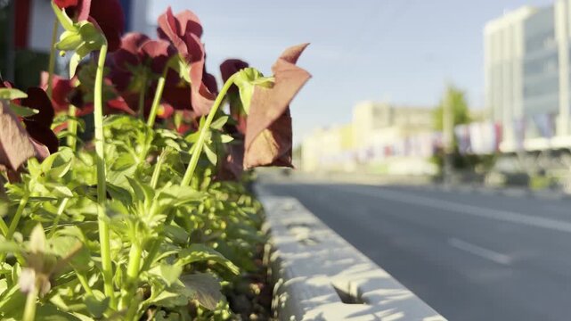 Bright red flowers bloom beautifully inside a city street planter. This lively sight brings a cheerful and refreshing feeling to the busy urban roadside on a sunny day.