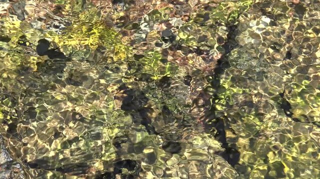 Clear Mountain Stream Water Ripples Sunlight Reflection. Closeup Flowing Mountain Stream Over Mossy Rocks.