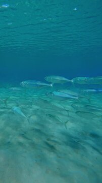Vertical footage, Close up of school of mackerels swims above sandy seabed, Slow motion of Striped mackerel or Indian mackerel, Rastrelliger kanagurta shoal in shallow water