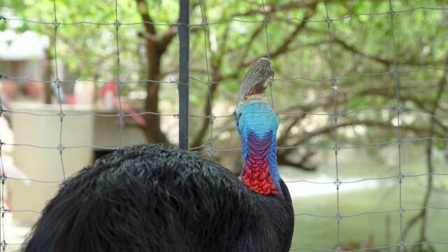 The cassowary (often simply called a cassowary) is a large, flightless bird with a prehistoric appearance