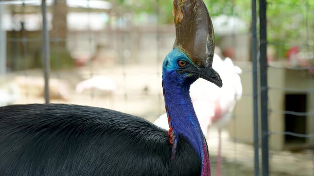 The cassowary (often simply called a cassowary) is a large, flightless bird with a prehistoric appearance