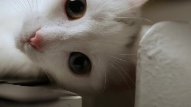 Closeup Portrait of White Cat with Big Blue and Green Eyes.