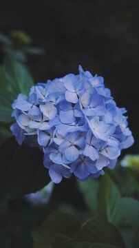 雨上がりに美しく咲く高幡不動尊の紫陽花