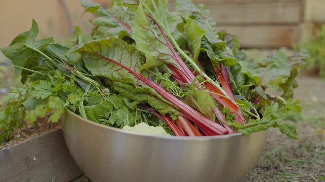 Hands gently place metal bowl with greens and Swiss chard. Fresh green leaves contrast with deep red stems. Natural daylight highlights the crisp, earthy vegetables. Organic farm. Collecting produce