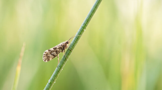 Bagworm Moth Resting On Grass Stem