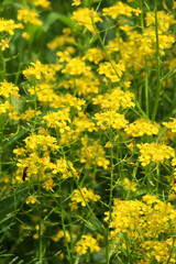 Fototapeta premium Watercress (Rorippa) grows in nature