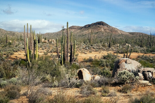 Cactus landscape in Baja California desert