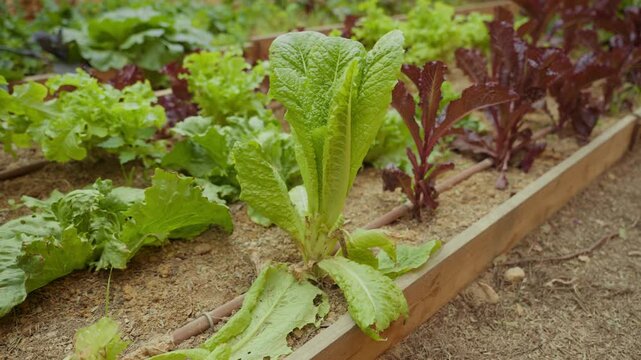 Fresh lettuce grows beside red leaf lettuce. Green and purple plants thrive in a raised garden bed. Natural sunlight brightens the soil and leaves. Healthy vegetables indicate a well-cared-for garden