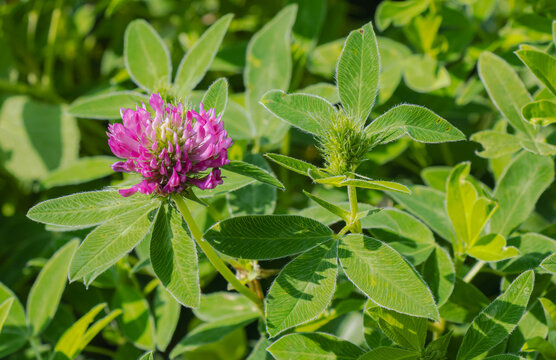 Blooming red clover flower with green leaves in a sunlit meadow during a warm summer day