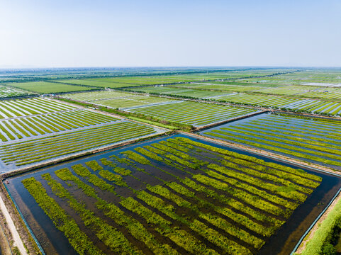 Aerial view of flooded rice paddy fields stretching to horizon