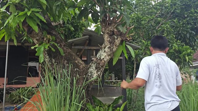 A man works in his yard using a machete to prune branches and leaves from a tree during the day